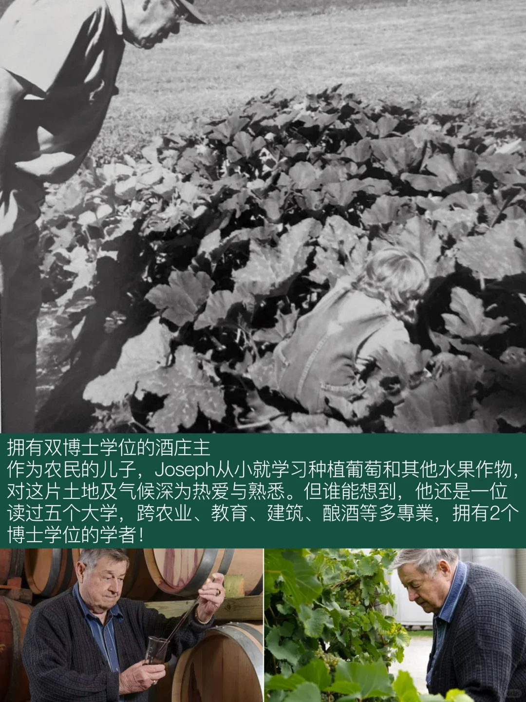 探秘传奇！??加拿大约瑟夫酒庄