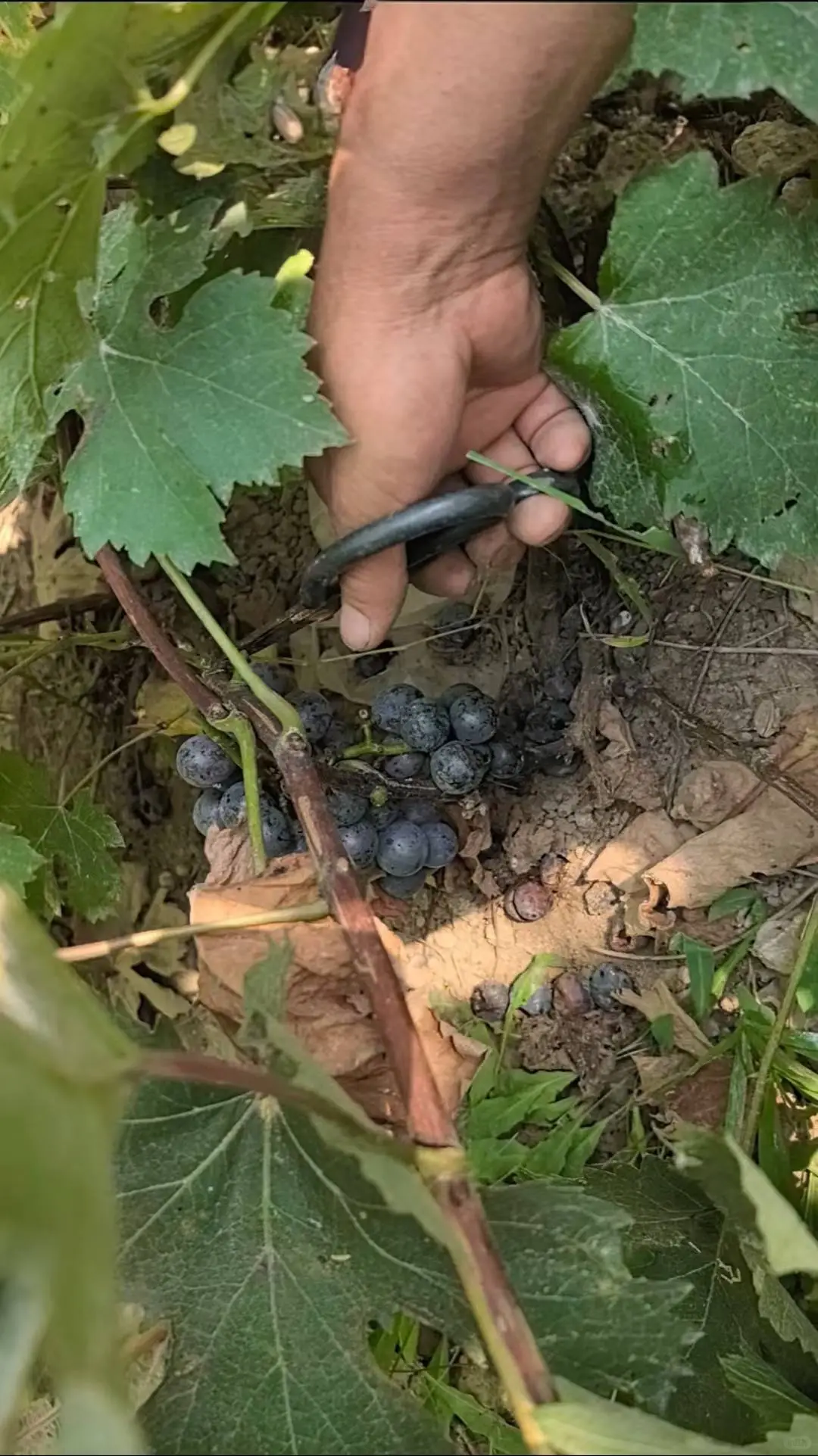 历时一个月的酿造葡萄酒全过程