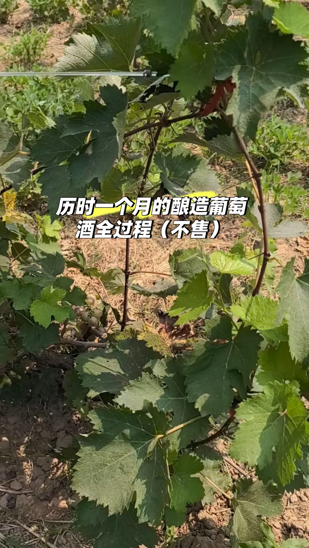 历时一个月的酿造葡萄酒全过程