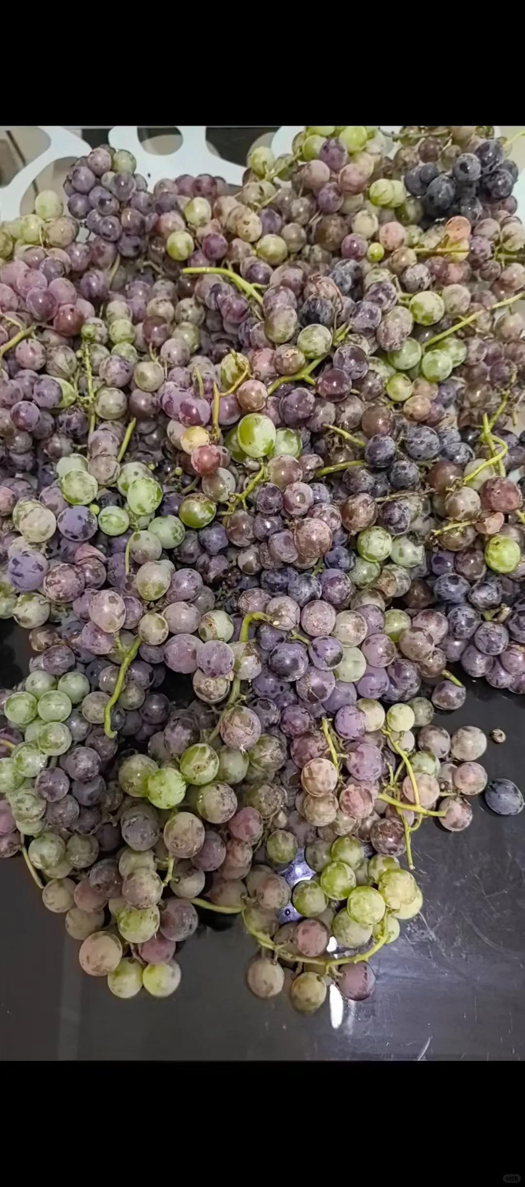 历时一个月的酿造葡萄酒全过程