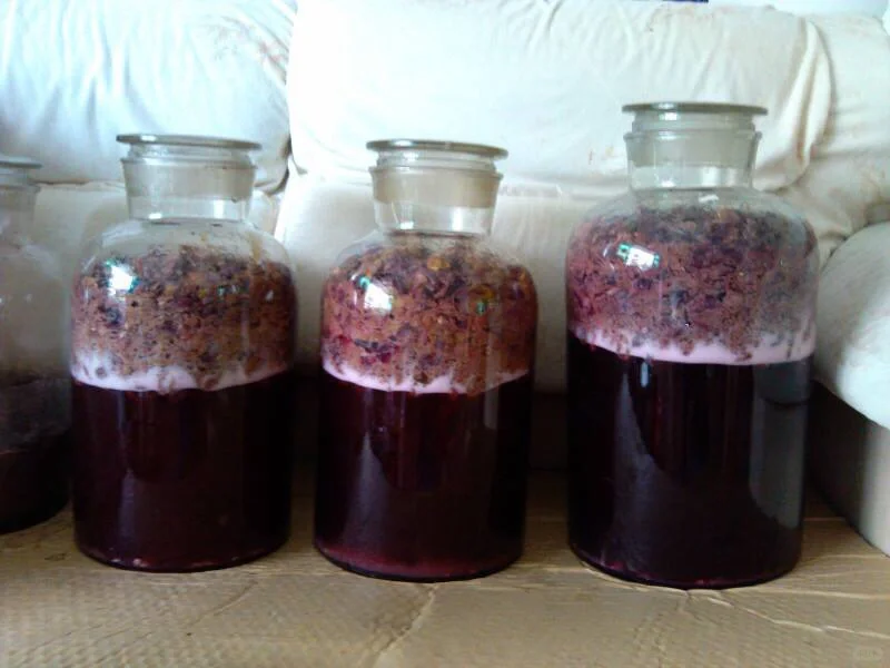 葡萄成熟期，自酿葡萄酒的危害‼️‼️