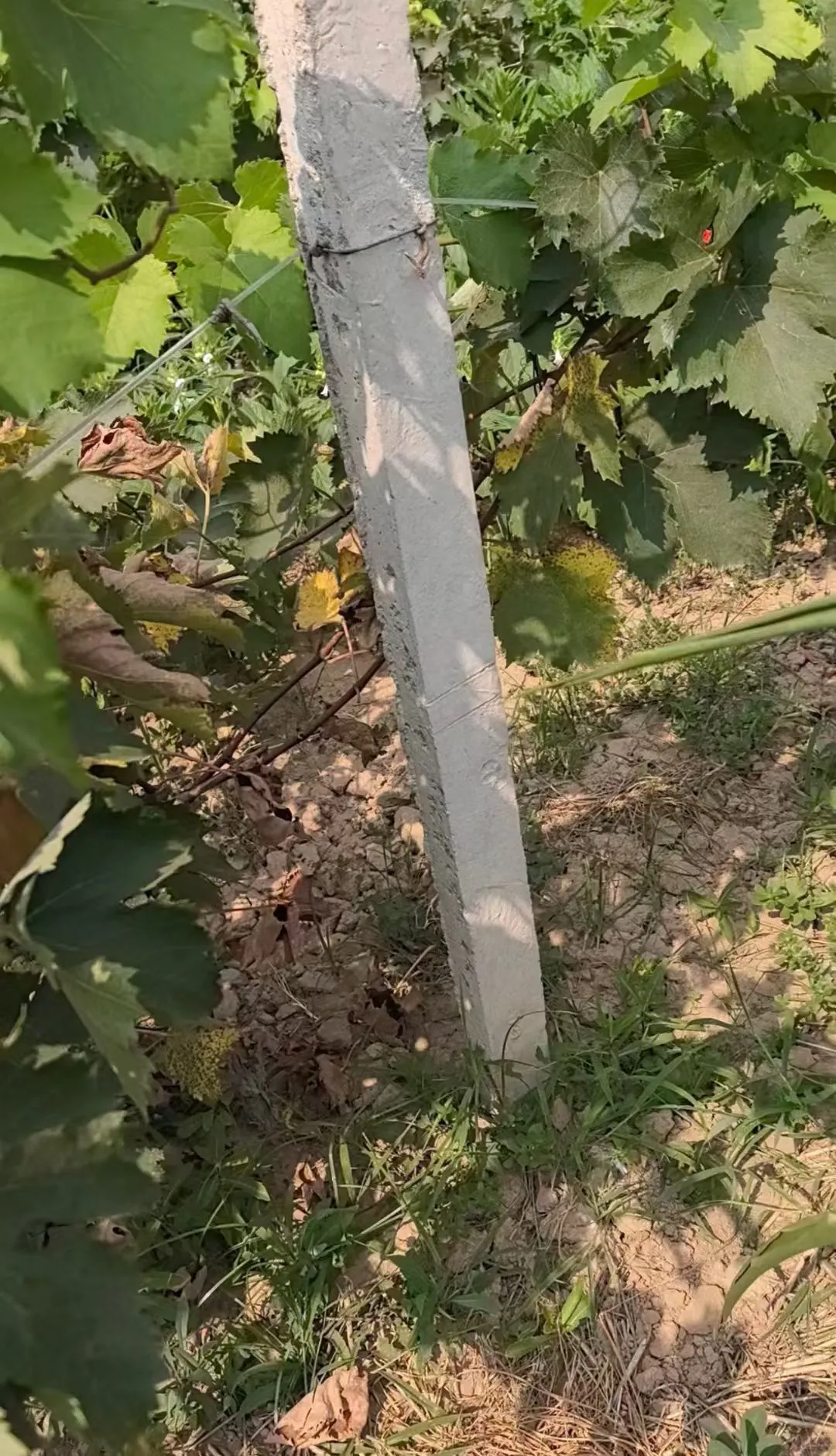 历时一个月的酿造葡萄酒全过程