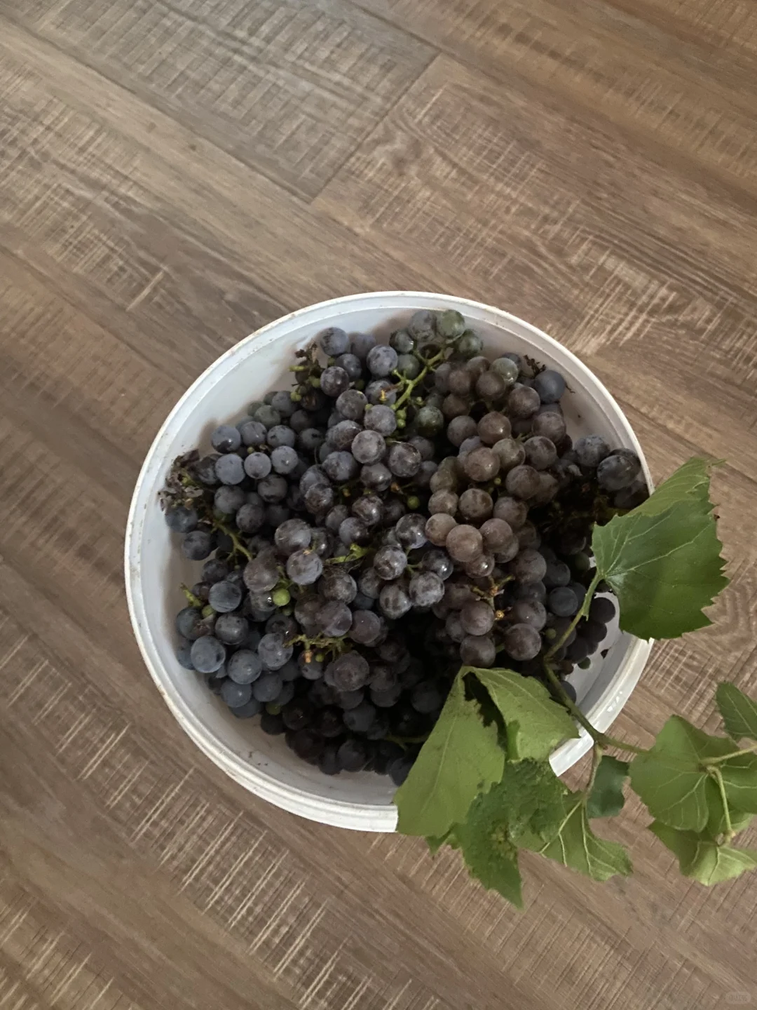 半亩菜园｜制作葡萄酒