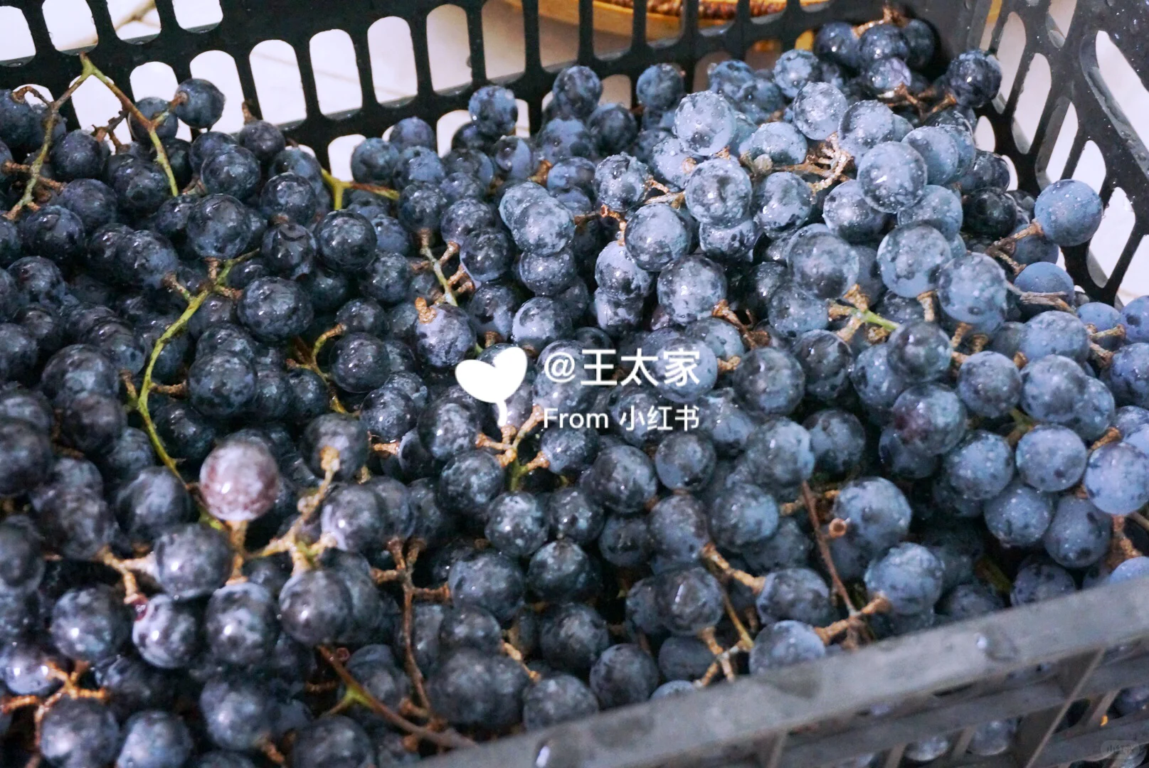 ?自制?葡萄酒记录