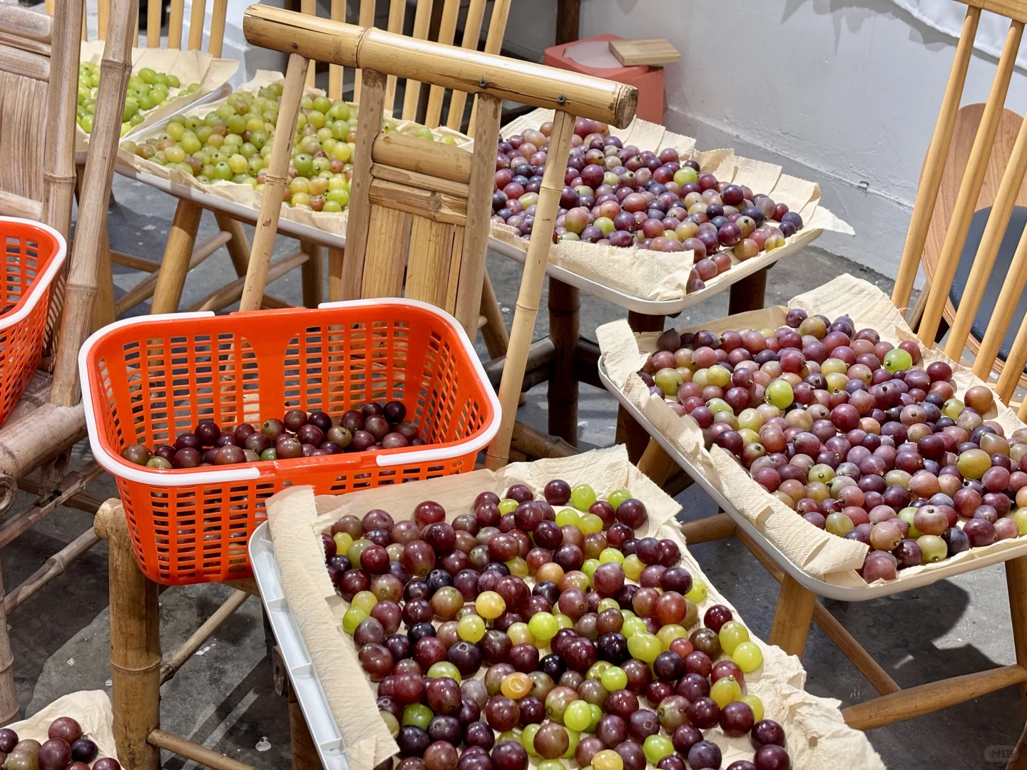 区区7️⃣0️⃣斤葡萄,拿捏!全部做成葡萄酒?