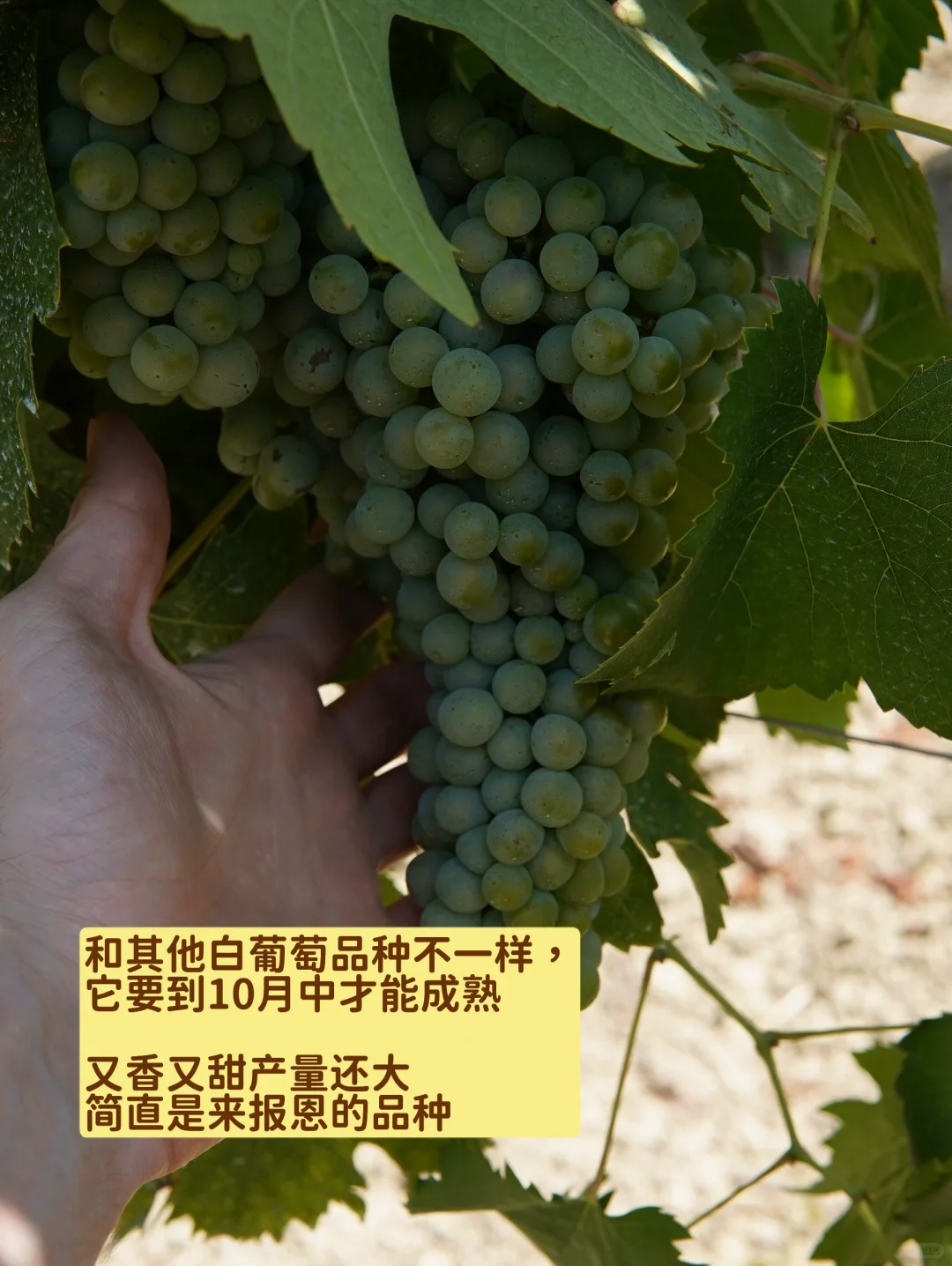 葡萄酒人又去酒庄蹭吃蹭喝了