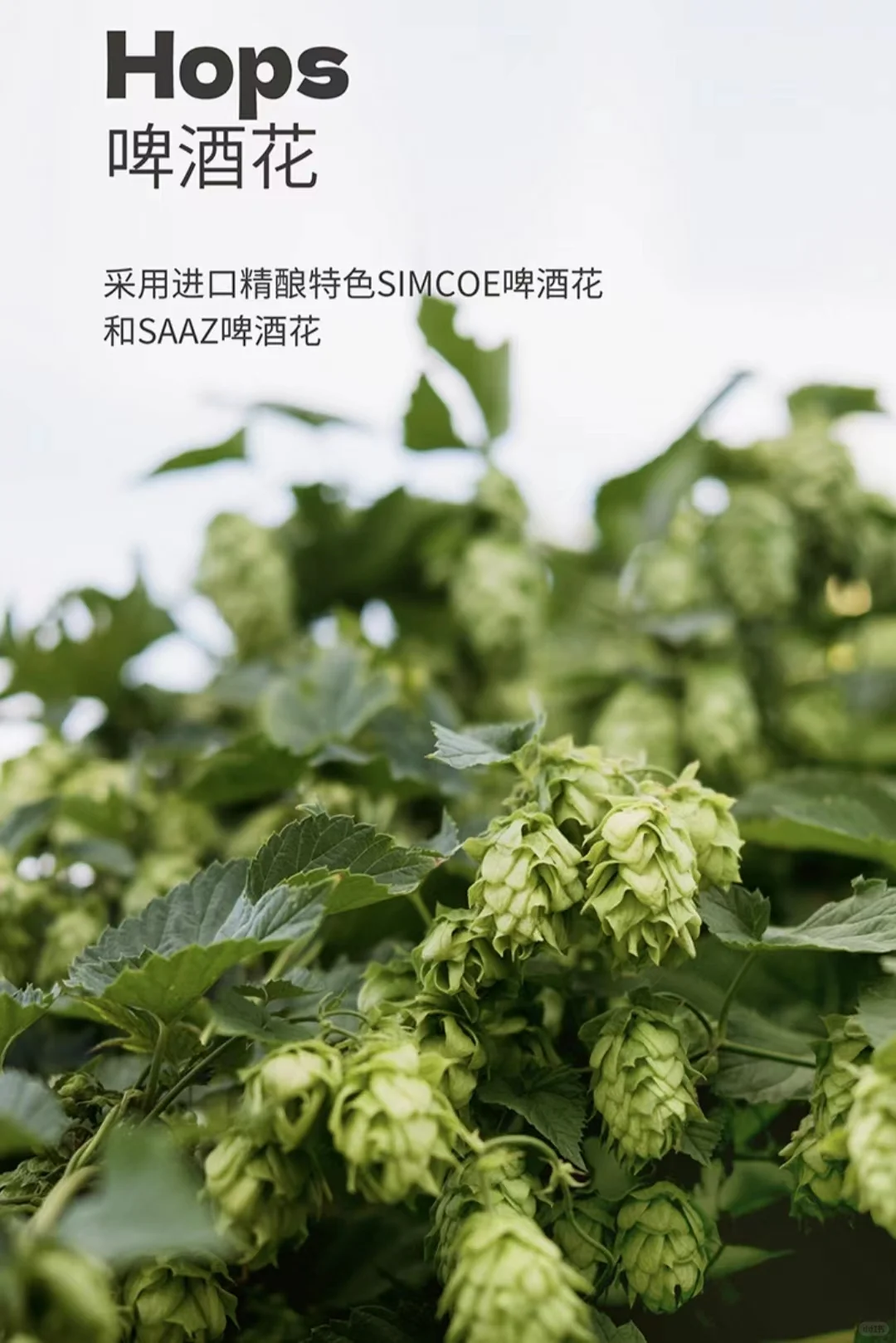 ✨胖东来啤酒罐装上线，值得试试！