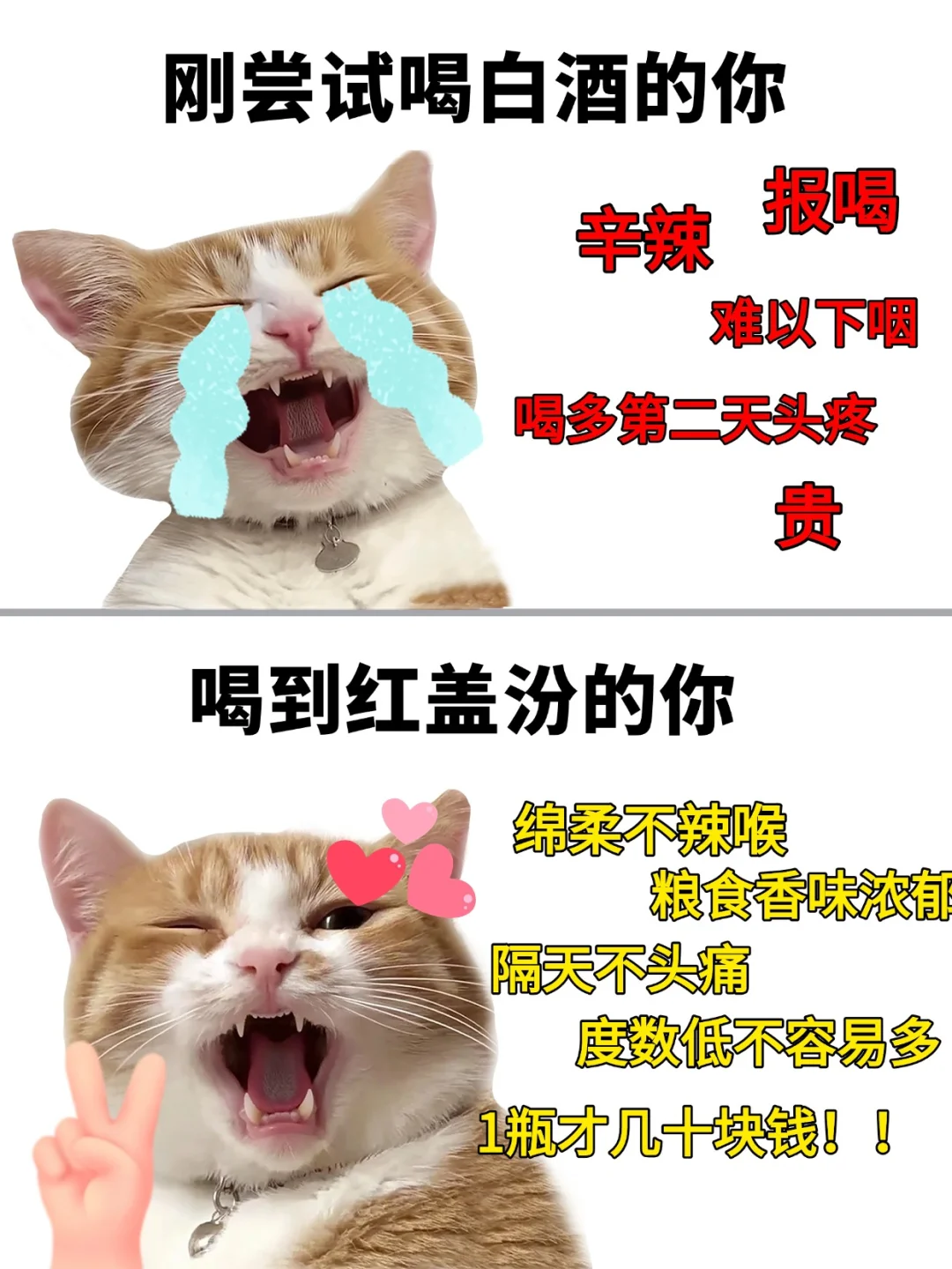 白酒劝退到 天天想喝，红盖汾真的救了我！