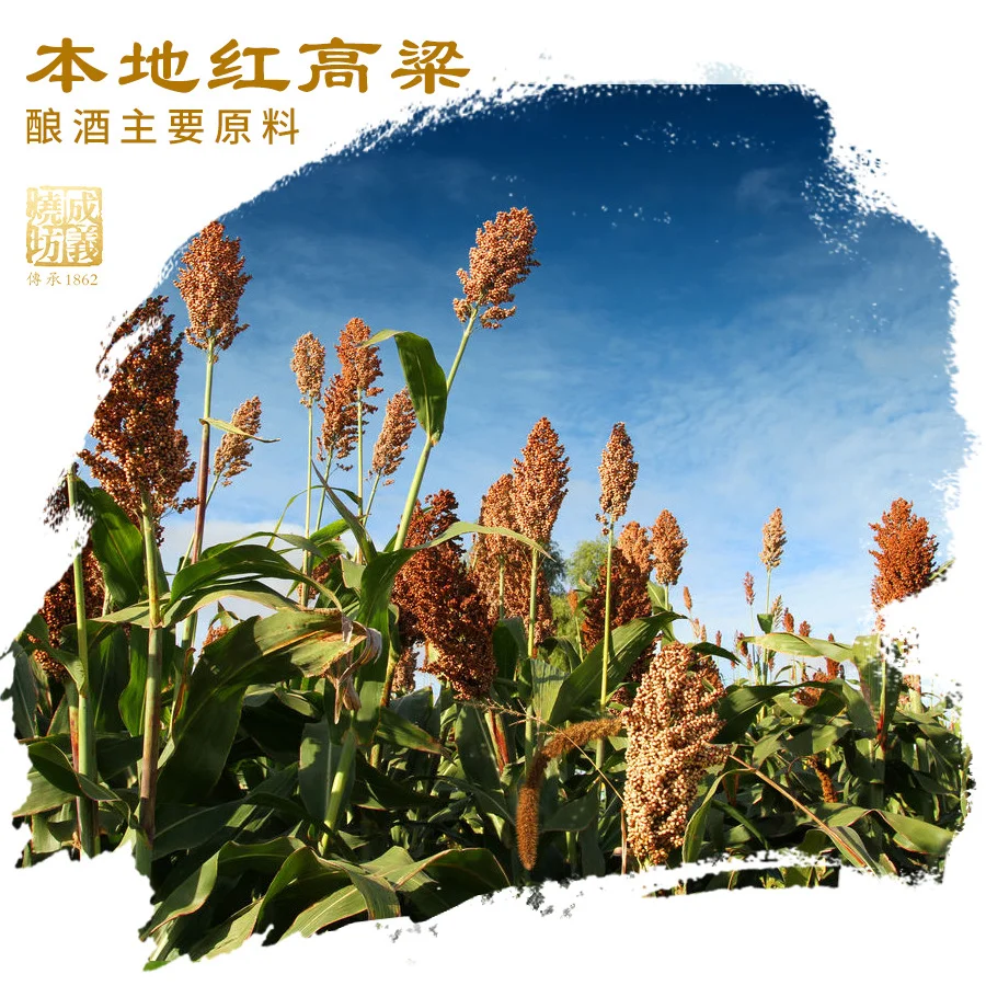 什么样的酱酒才能被称为上乘佳酿？✨