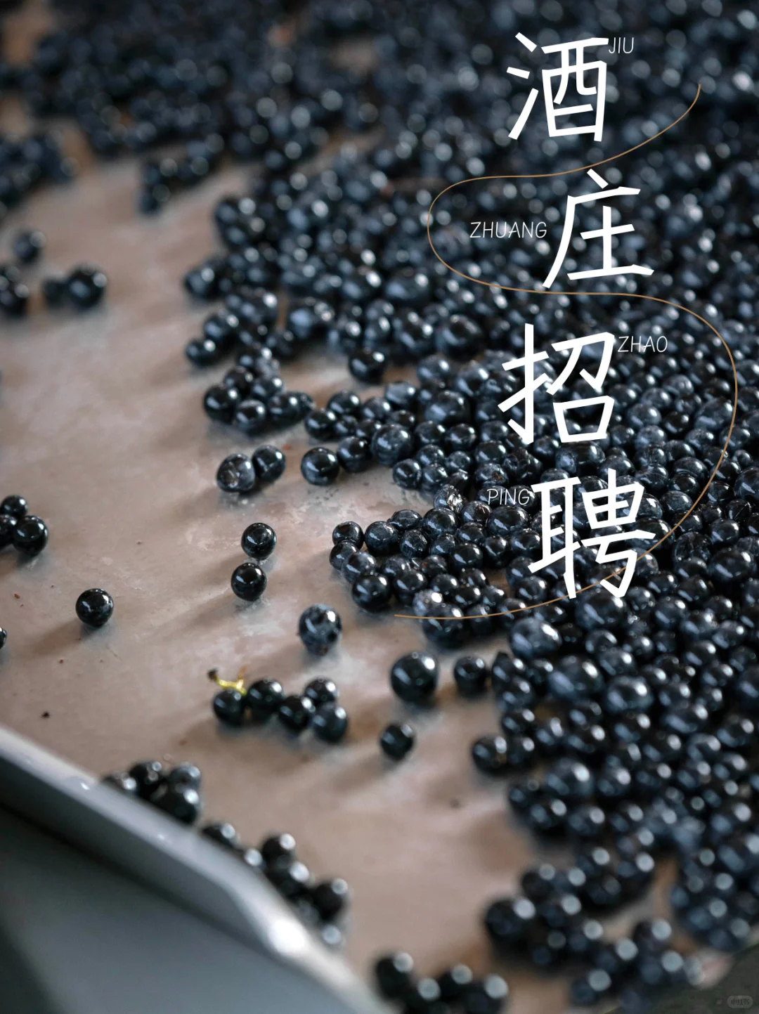 贺兰山东麓榨季招募令，期待爱酒的伙伴加入