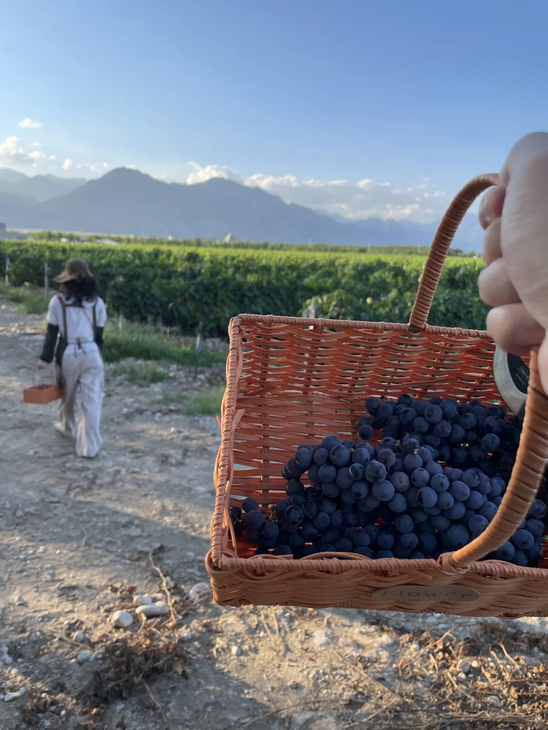 宁夏之旅：寻找极品葡萄酒的栖息地