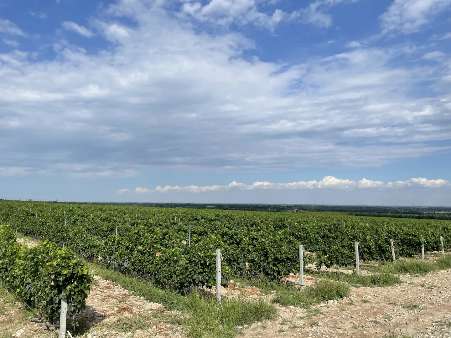 宁夏之旅：寻找极品葡萄酒的栖息地