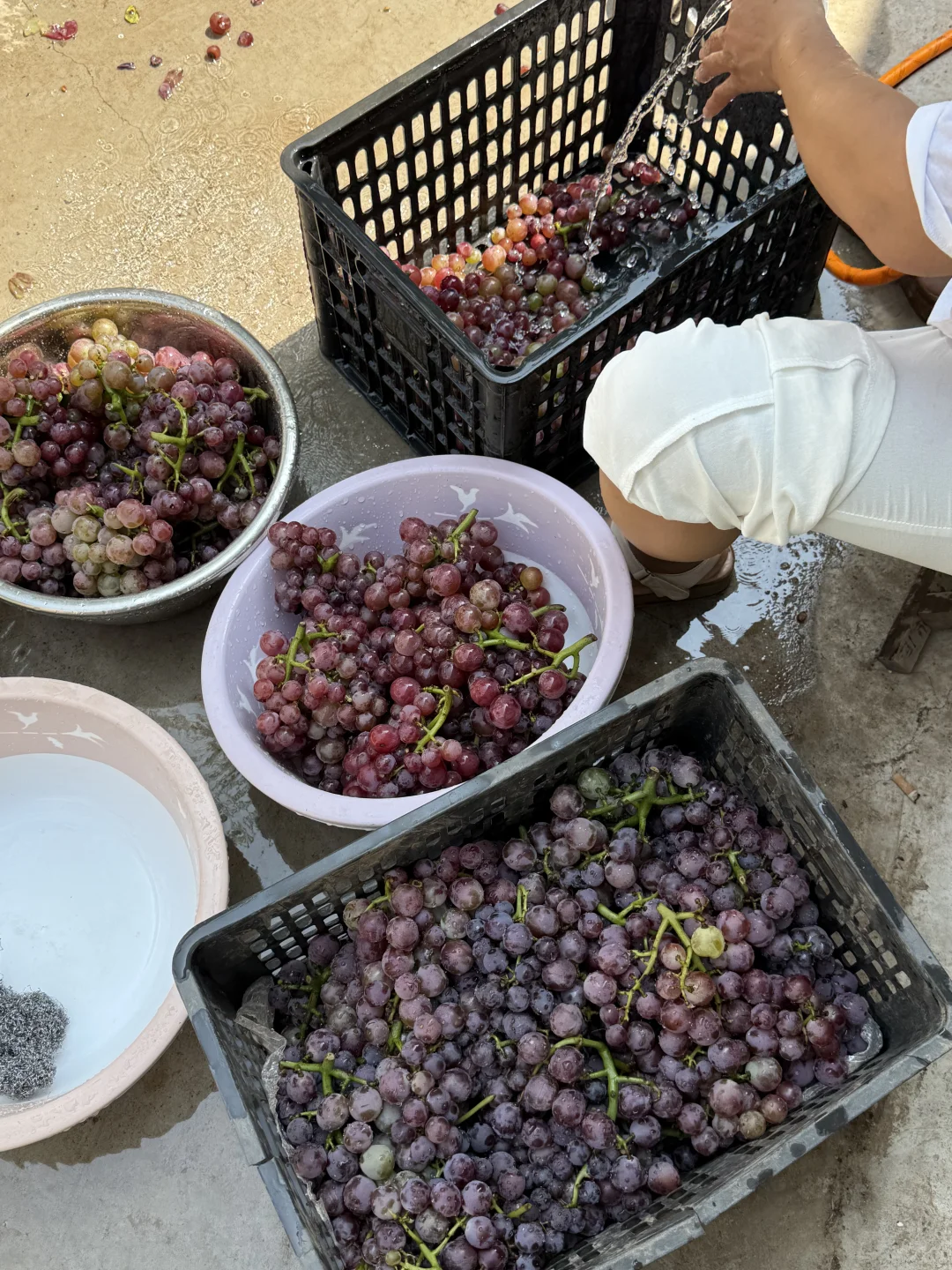 到了酿葡萄酒的季节