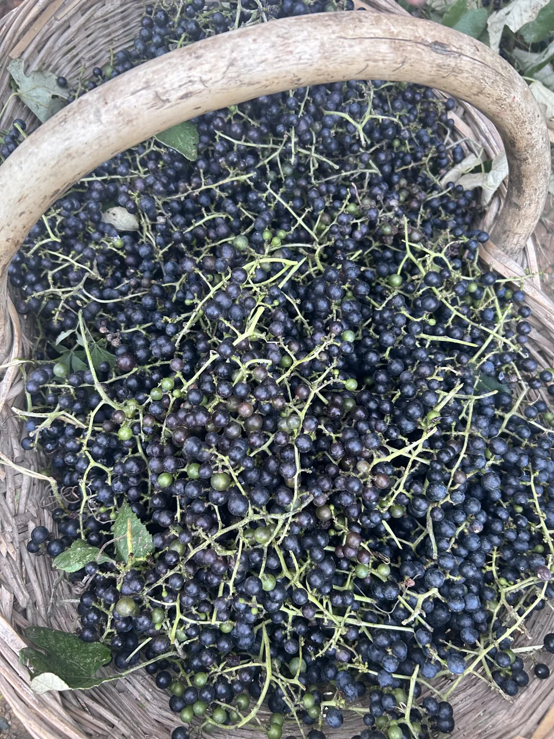 山葡萄酒开始酿制了