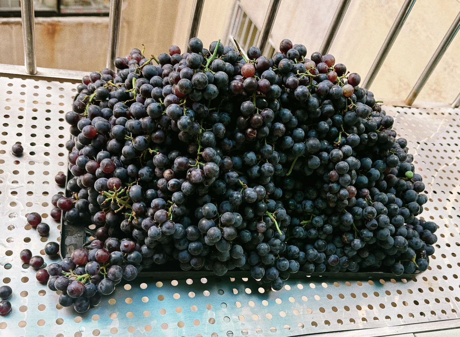 plog day31｜家庭酿酒小记✨ ?