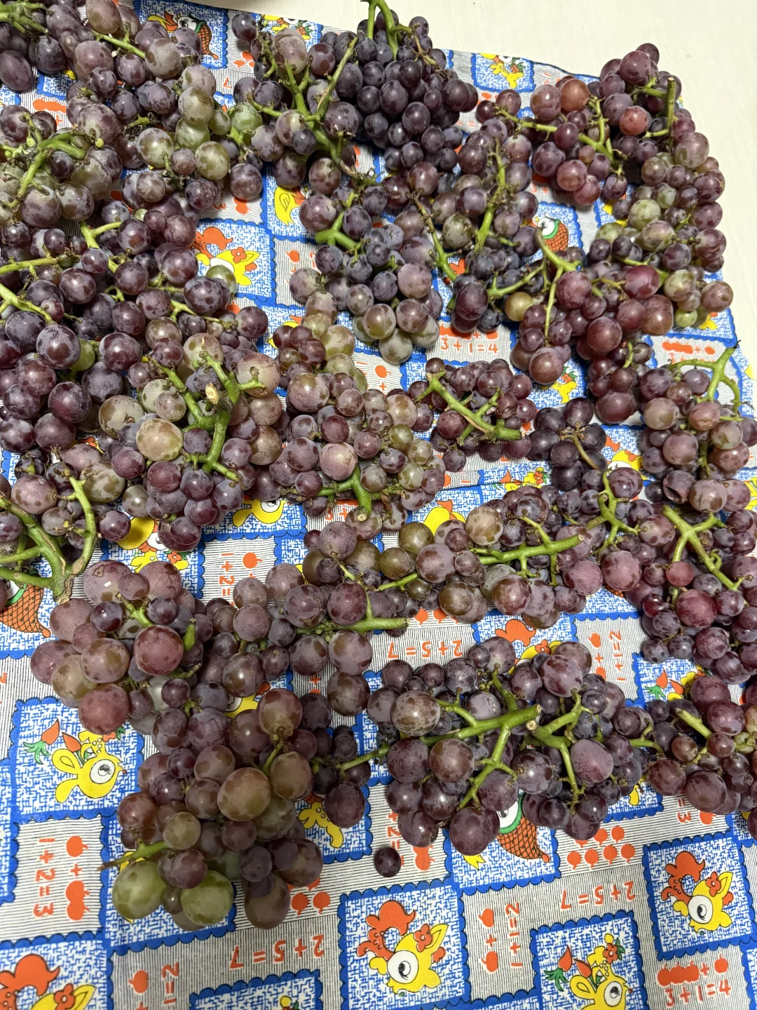 到了酿葡萄酒的季节