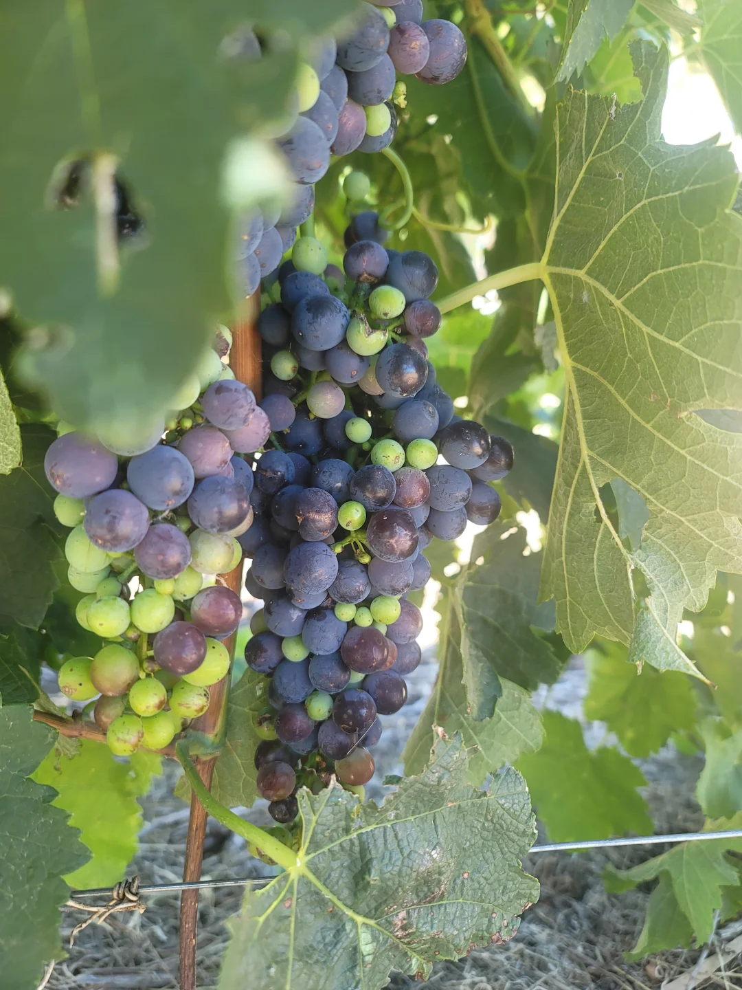 葡萄酒知识科普：葡萄品种差异在哪里？