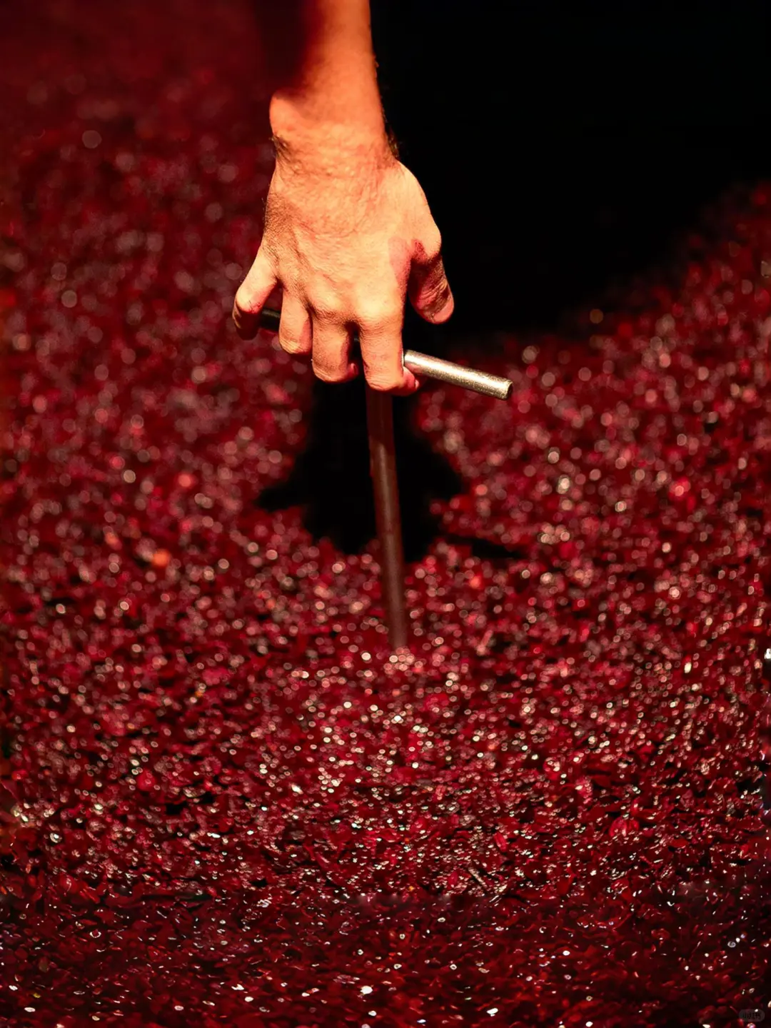 ?美酒进行时！揭秘葡萄酒的酿造过程