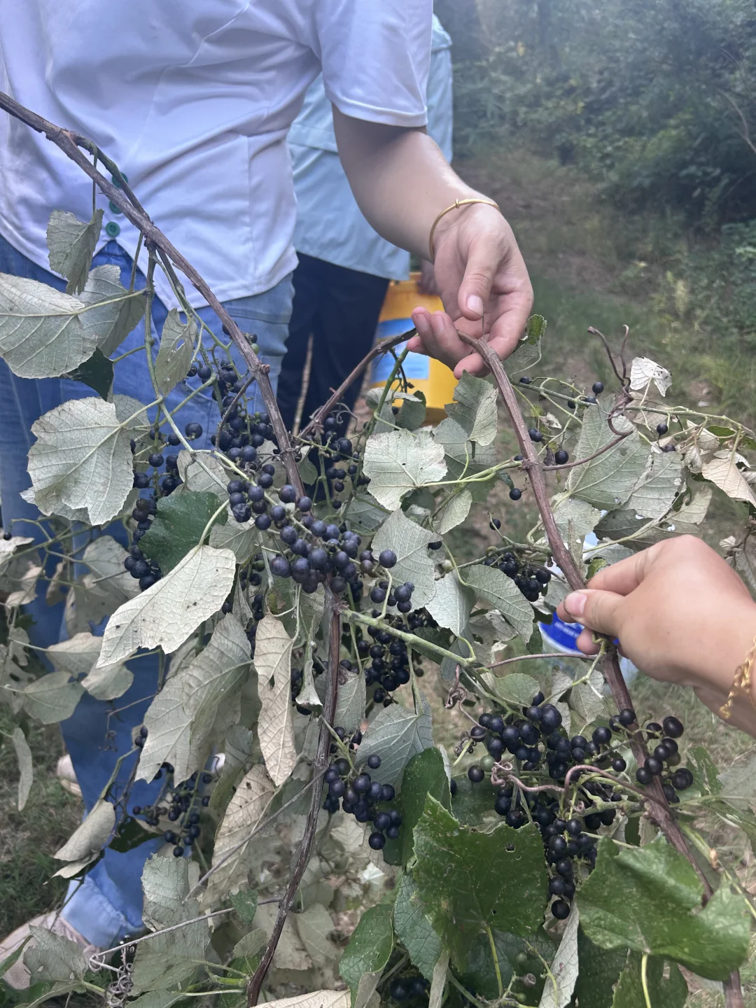 山葡萄酒开始酿制了