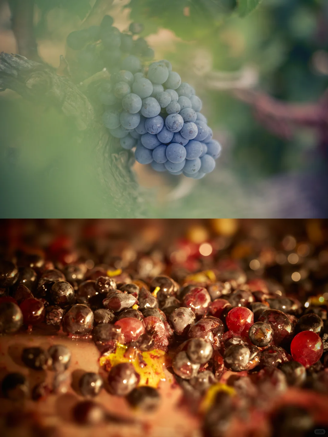 ?美酒进行时！揭秘葡萄酒的酿造过程