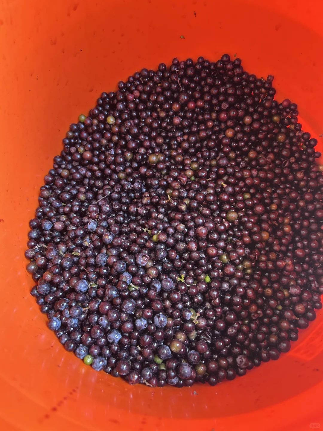 山葡萄酒开始酿制了