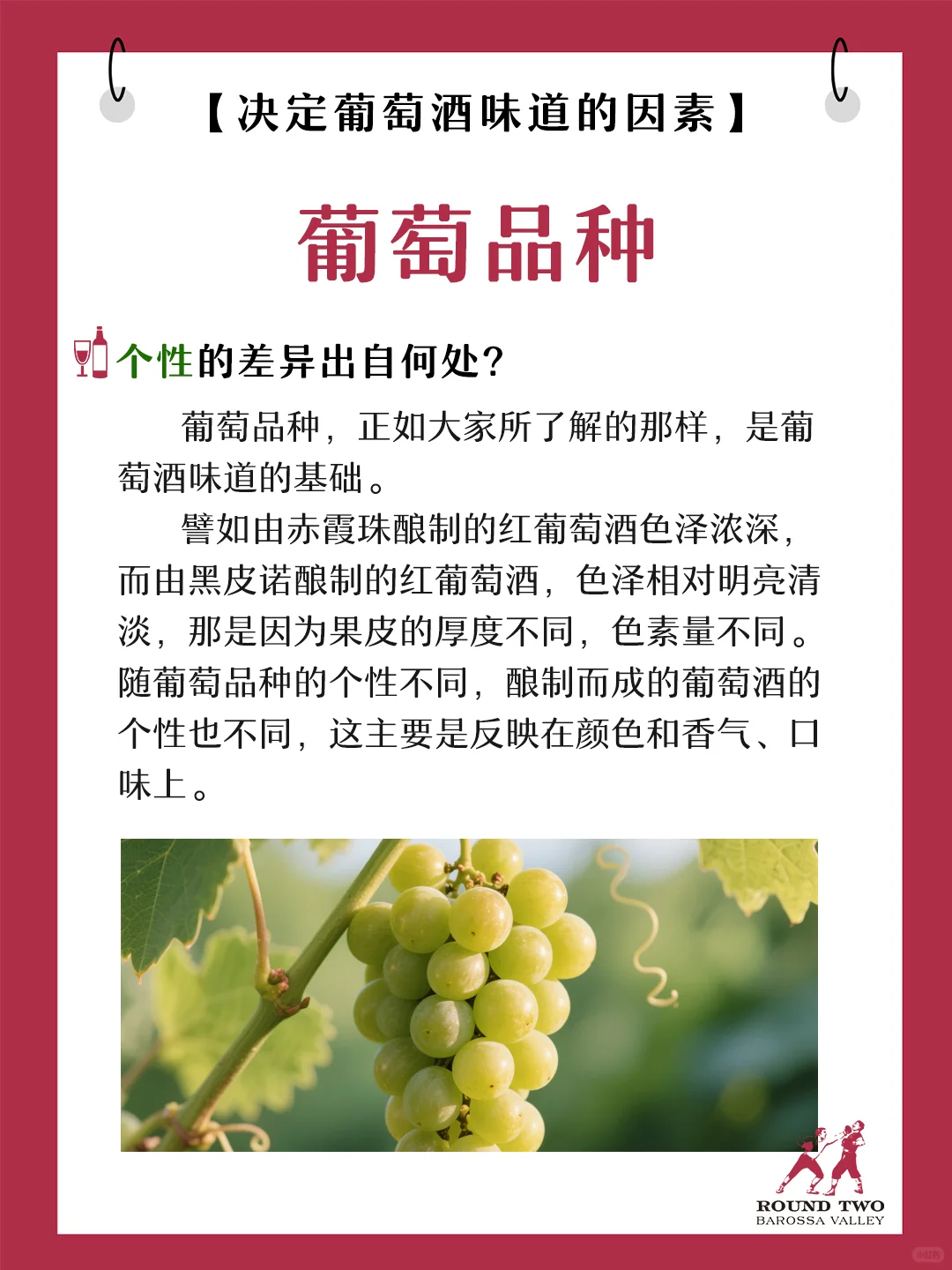 葡萄酒知识科普：葡萄品种差异在哪里？