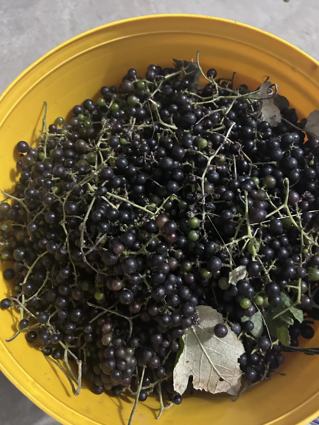 山葡萄酒开始酿制了