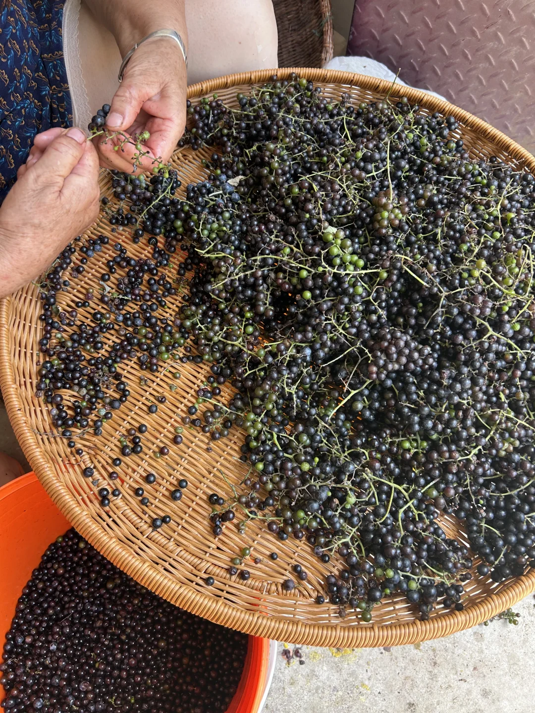 山葡萄酒开始酿制了