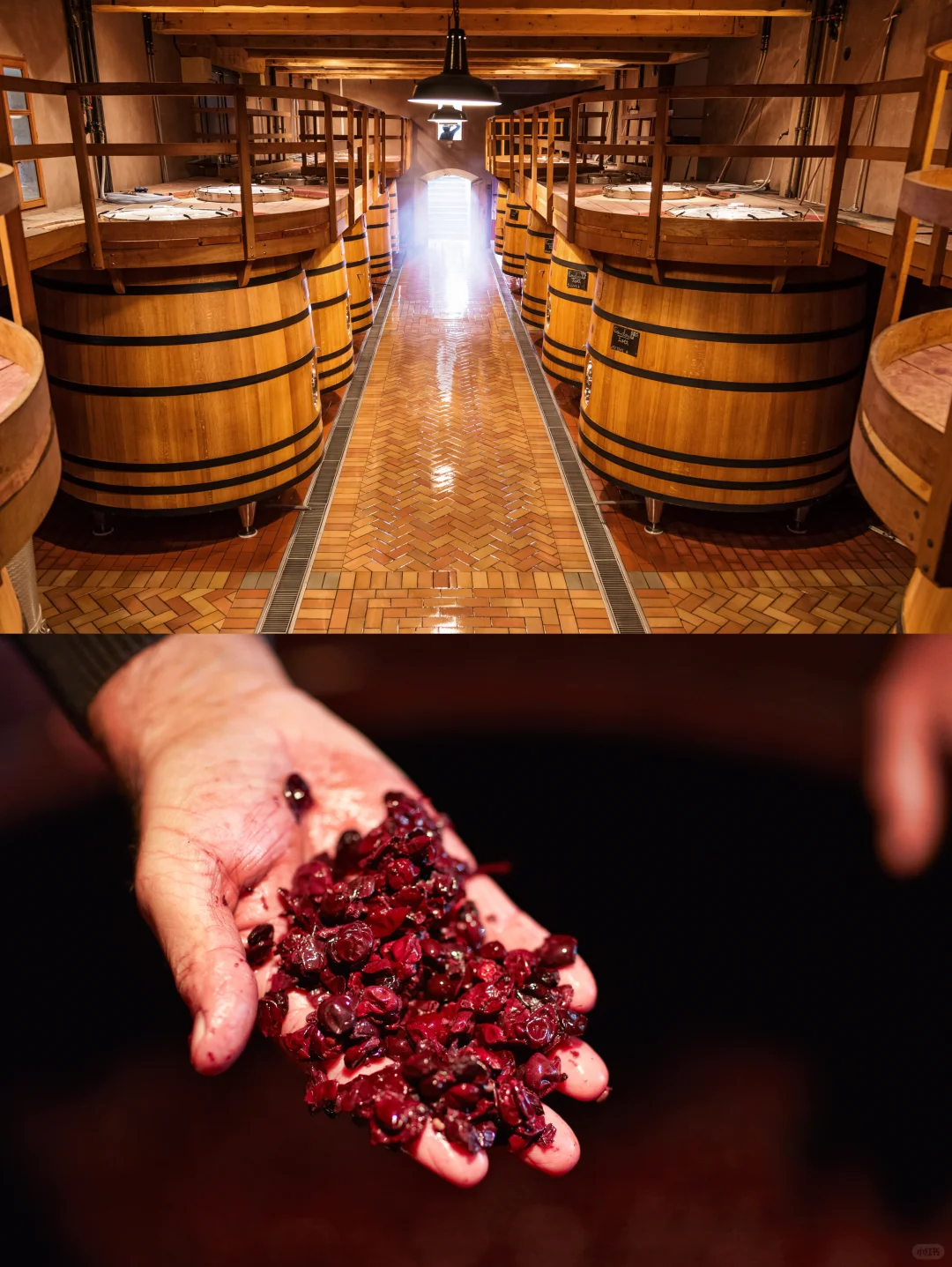 ?美酒进行时！揭秘葡萄酒的酿造过程