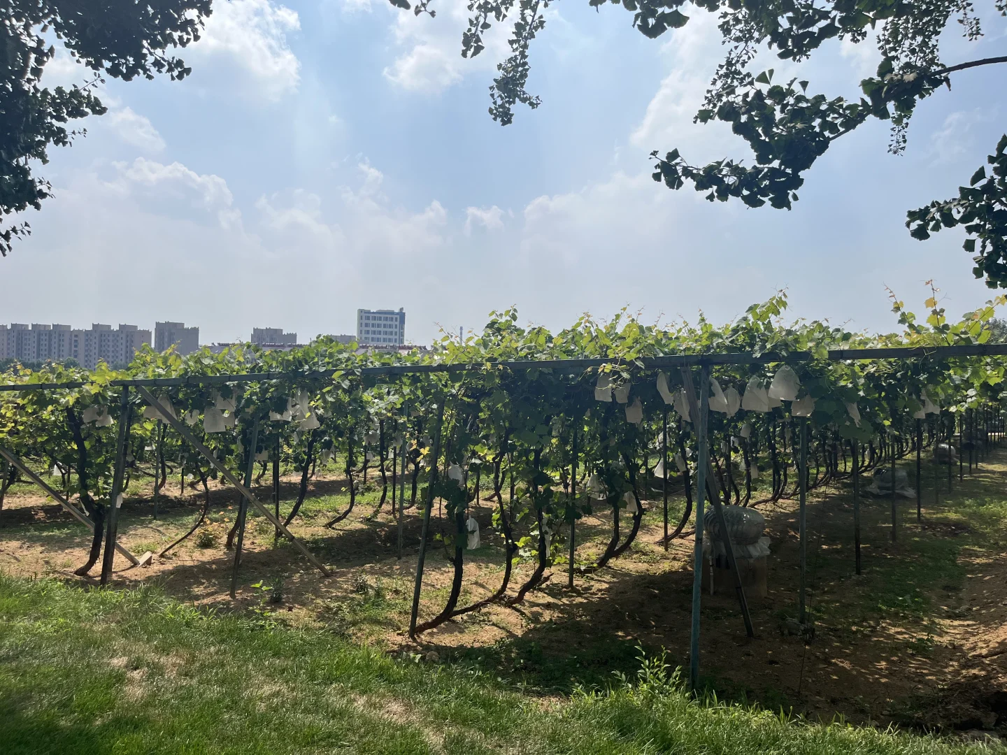 国内葡萄酒旅游初体验