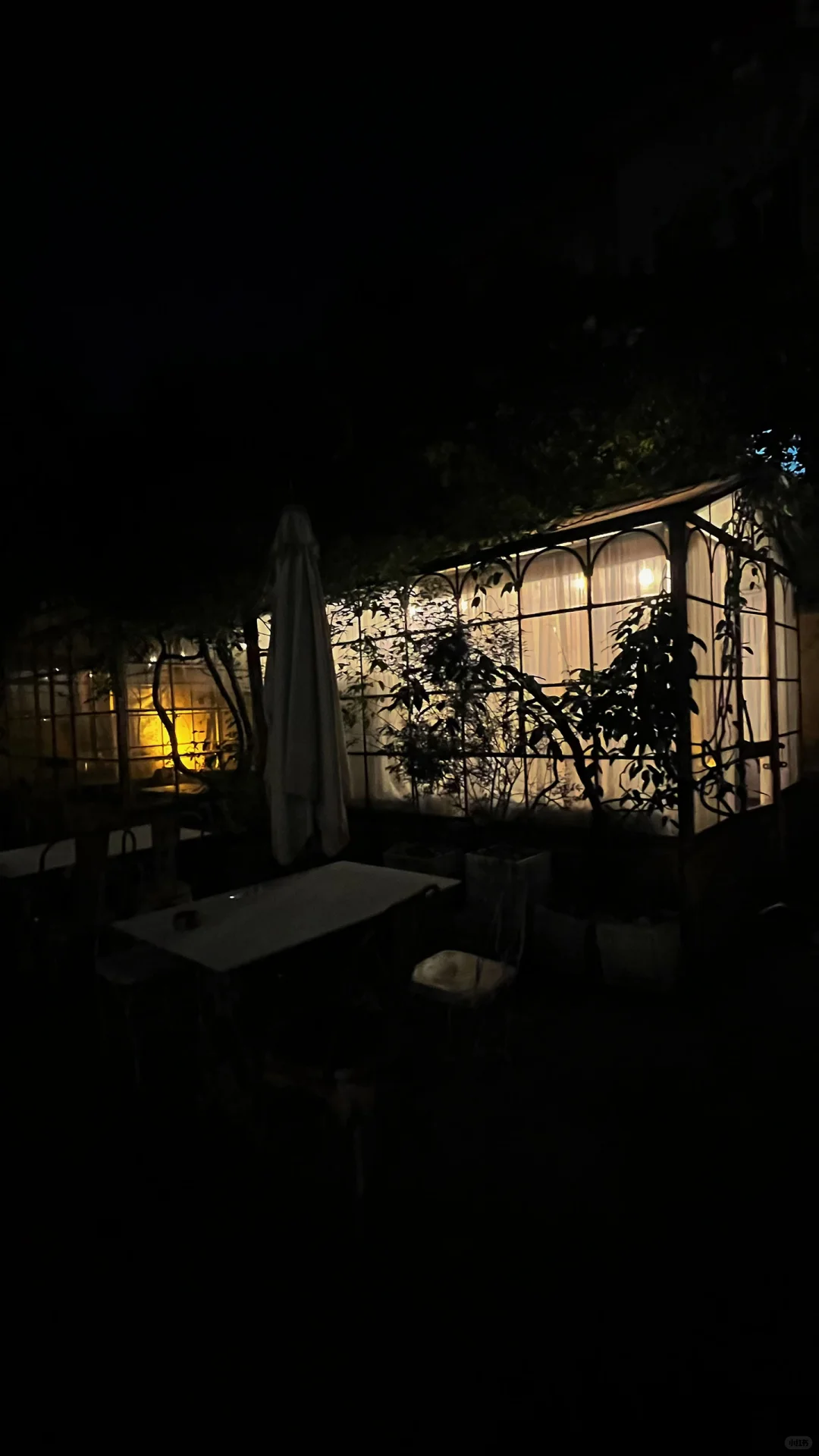 酒酿黄昏，红玫瑰的偏爱