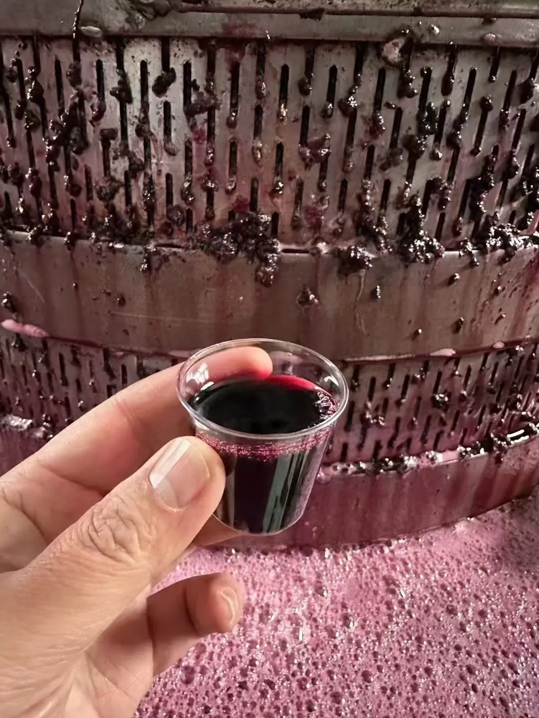 雪后采摘酿造的冰葡酒，不一样的味道