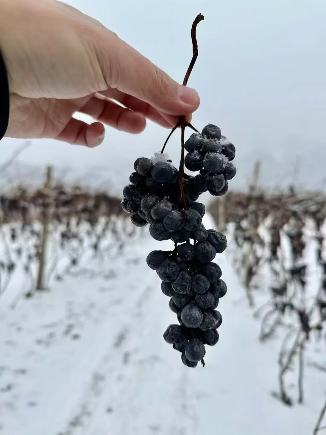 雪后采摘酿造的冰葡酒，不一样的味道