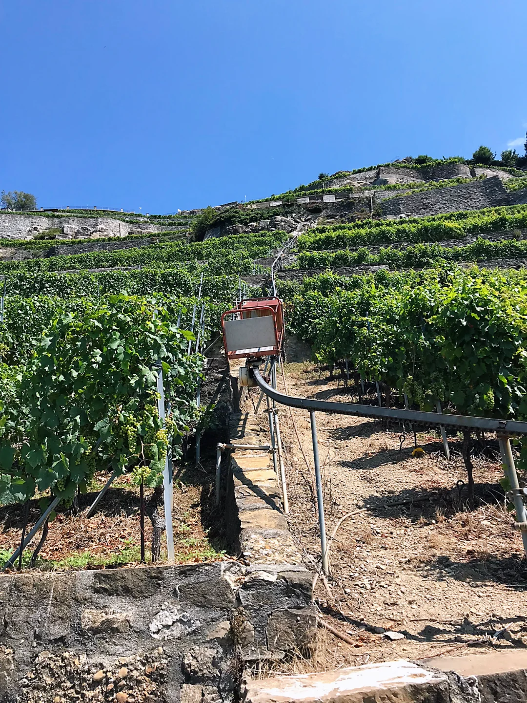 ?葡萄酒香里的梦幻之境