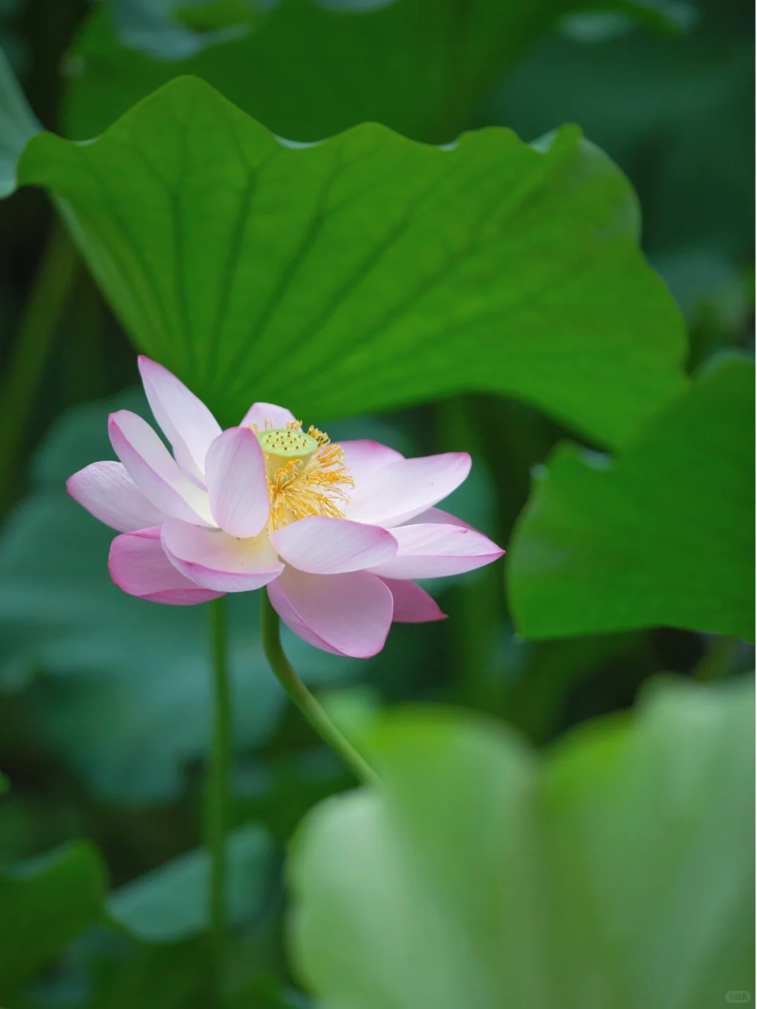 秋风轻拂添满香，把酒欢聚享清欢 。