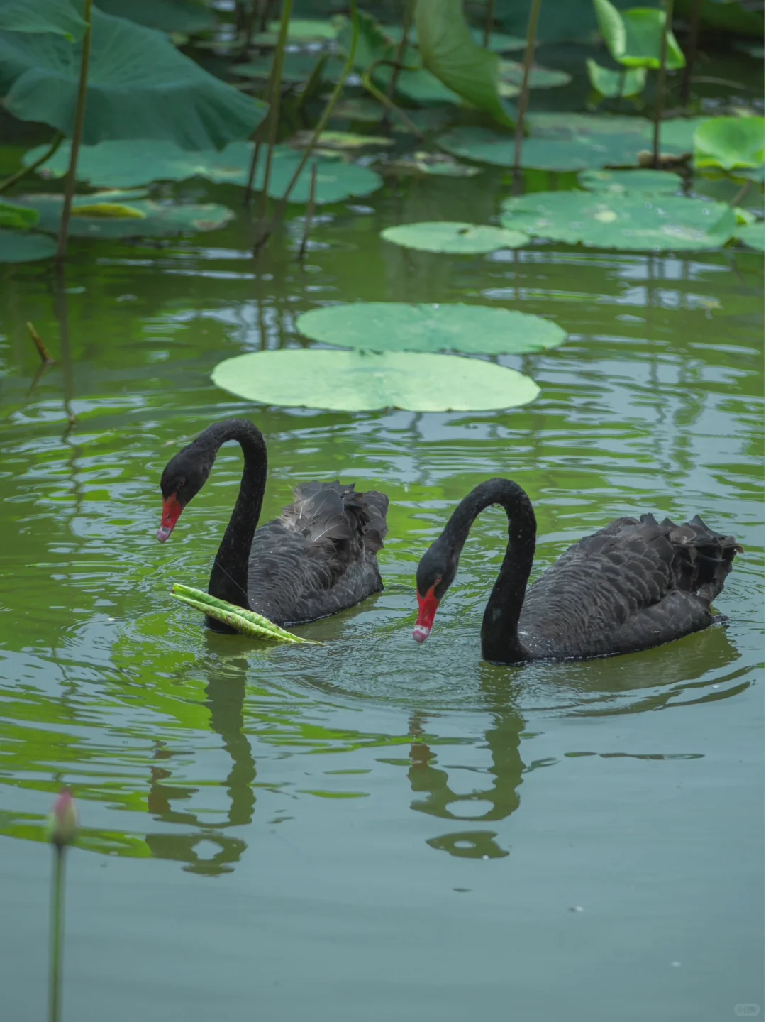 秋风轻拂添满香，把酒欢聚享清欢 。