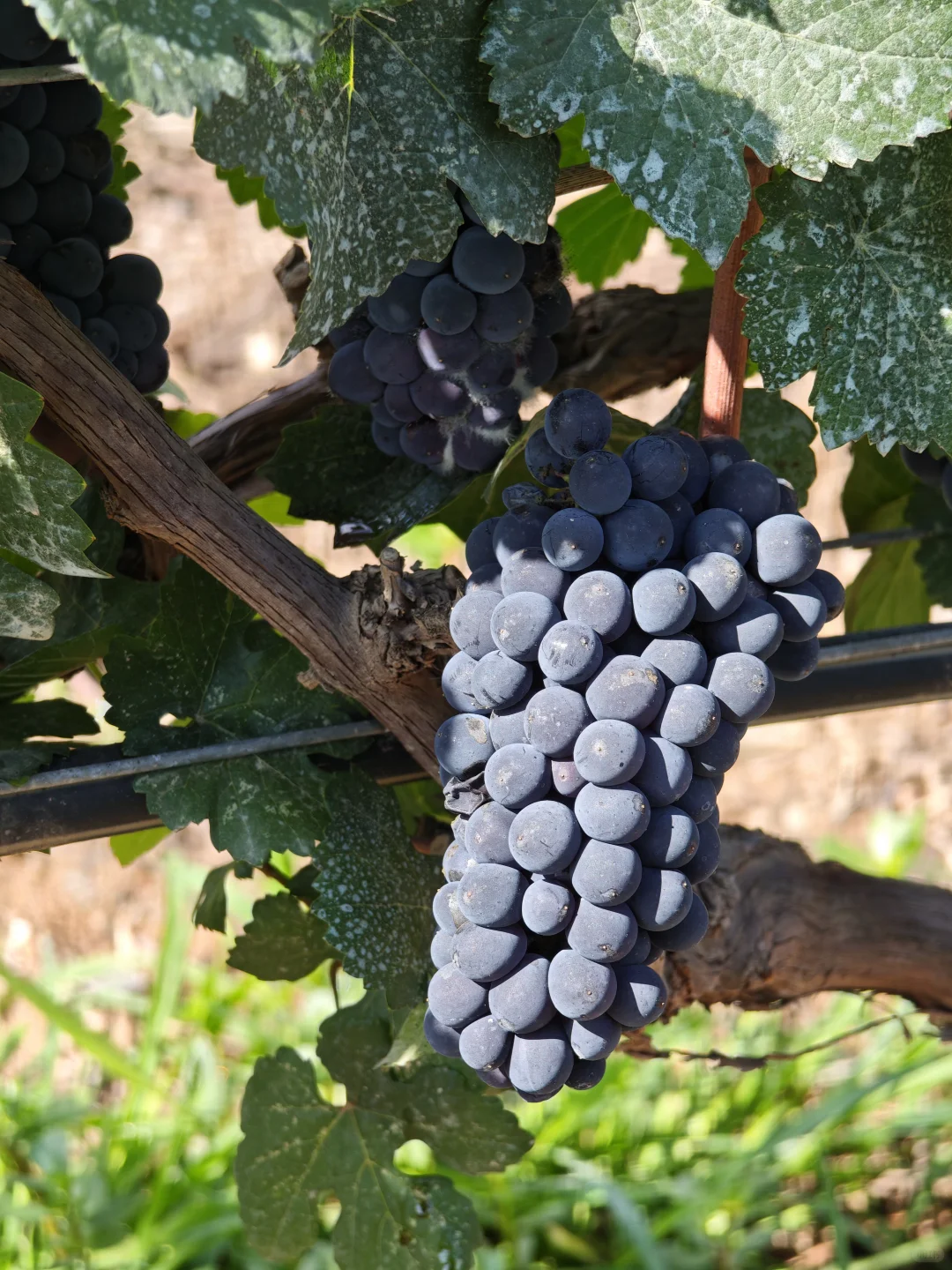 银川｜小众到不想分享的葡萄酒庄之旅?！