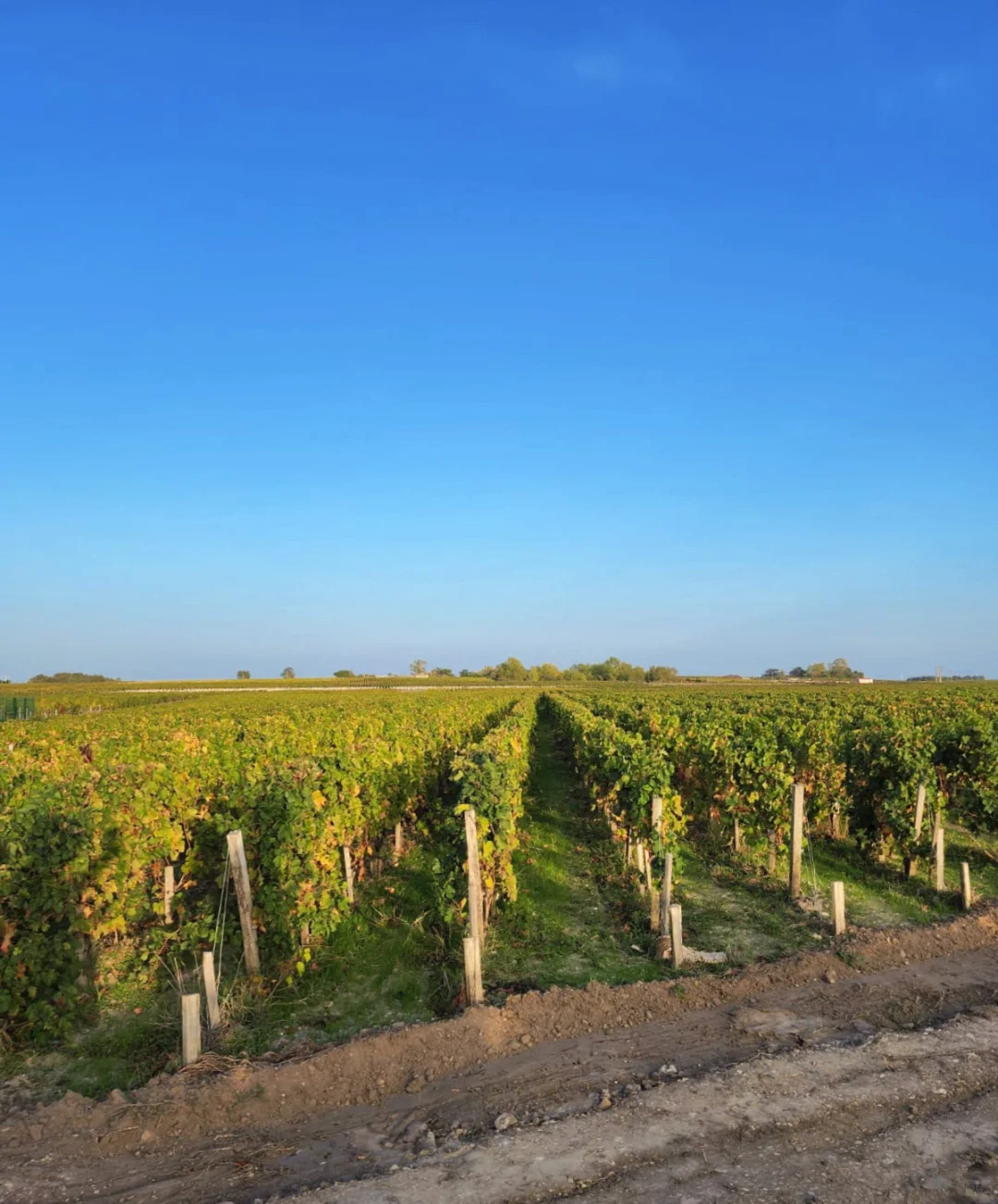 关于葡萄酒，我想从这里开始和你分享