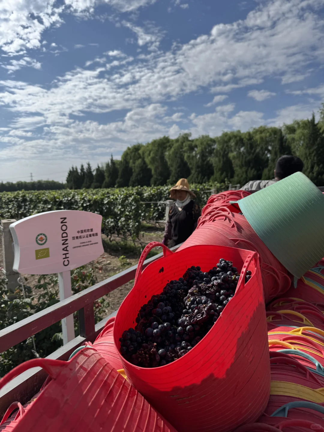 银川｜小众到不想分享的葡萄酒庄之旅?！