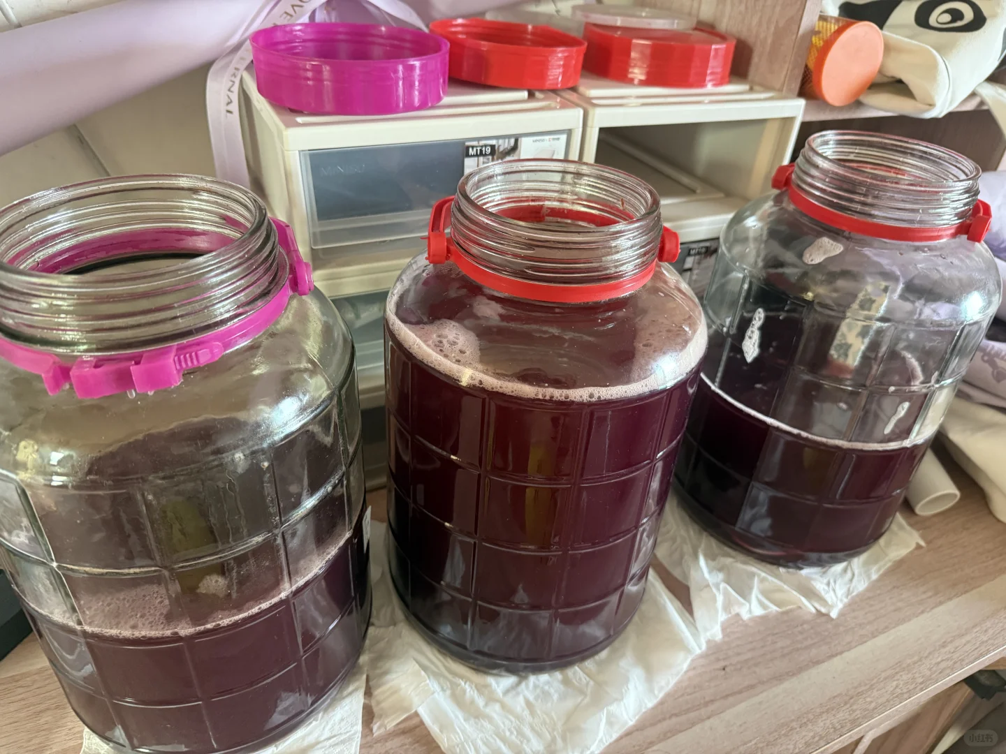 自酿葡萄酒｜第十六天发酵情况