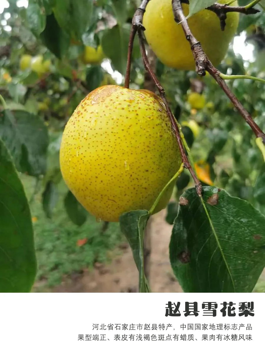 9月吃梨指南｜原产地、品种介绍