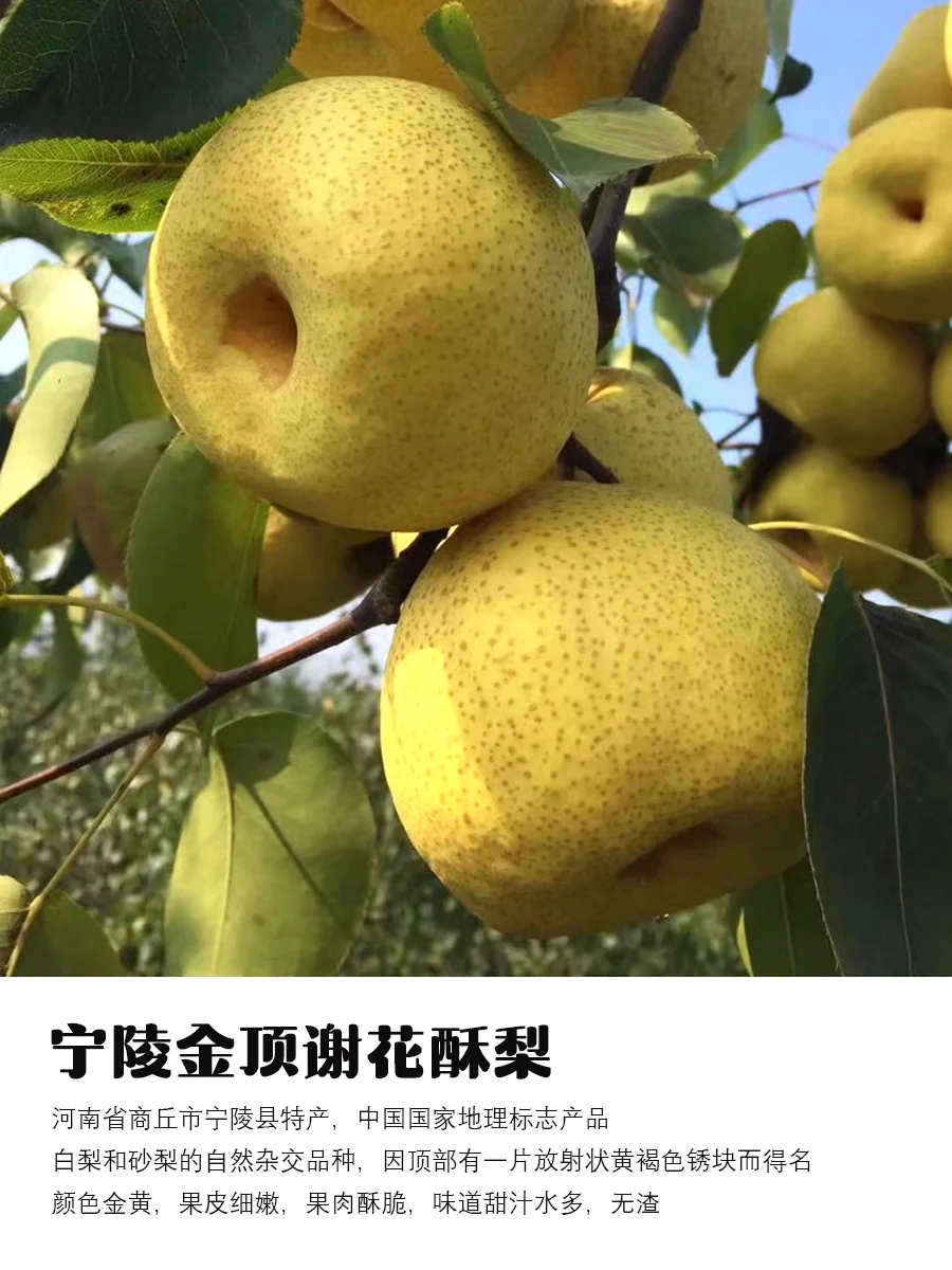 9月吃梨指南｜原产地、品种介绍