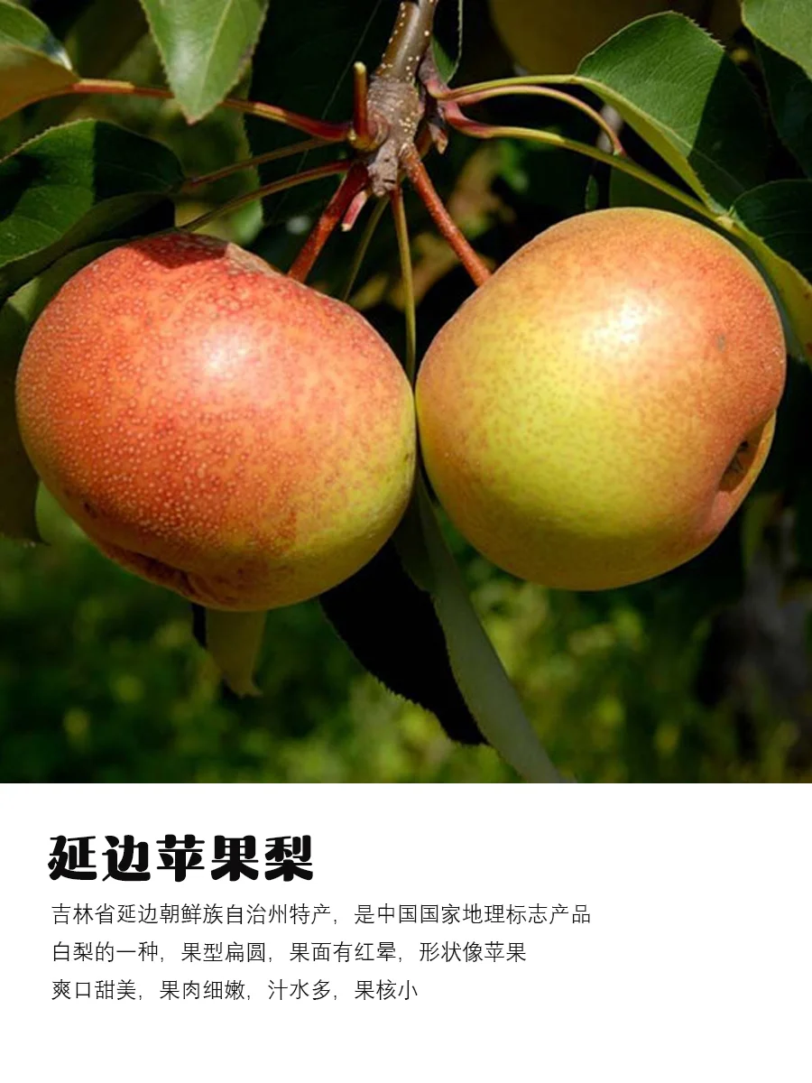 9月吃梨指南｜原产地、品种介绍