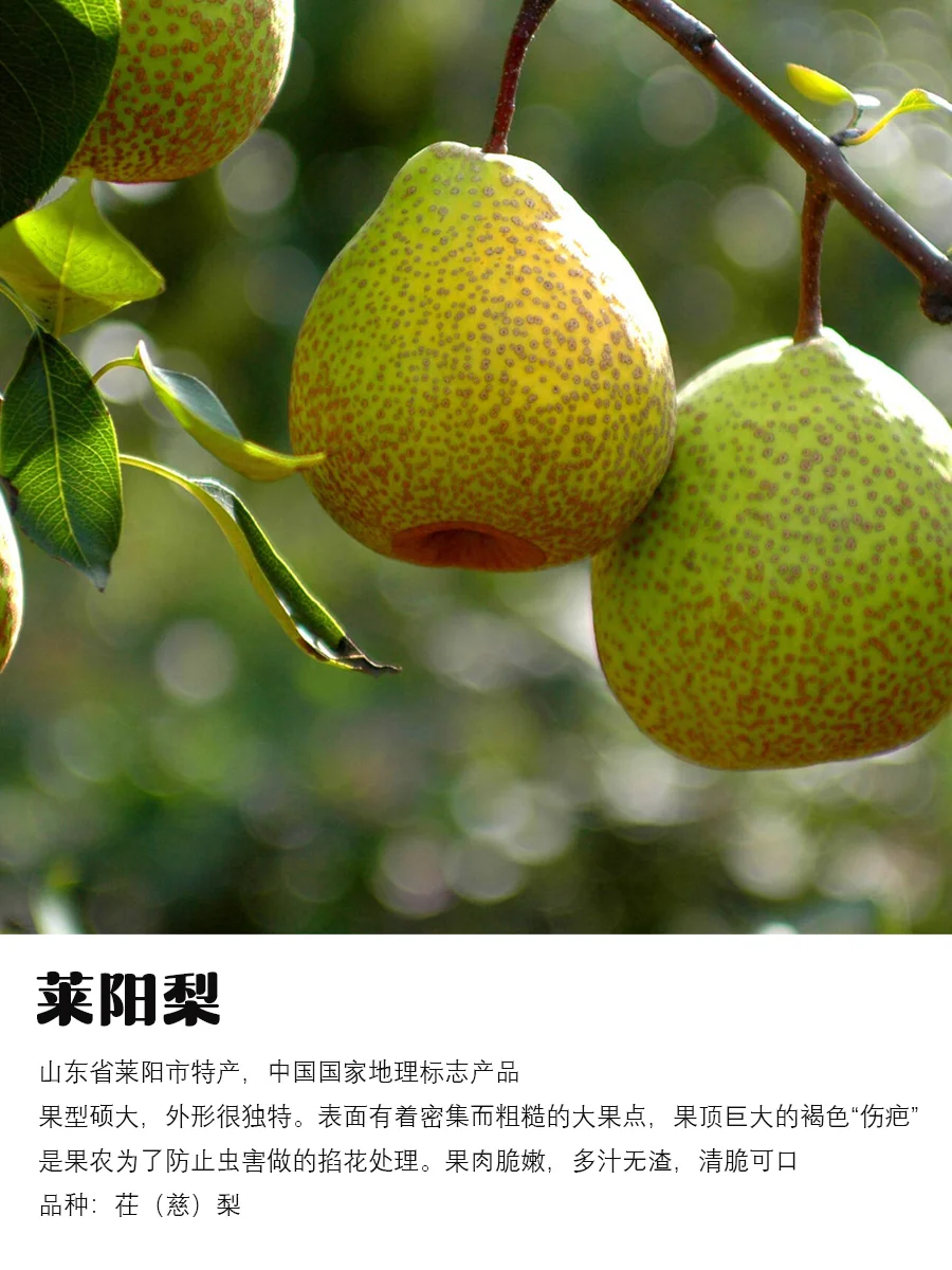 9月吃梨指南｜原产地、品种介绍