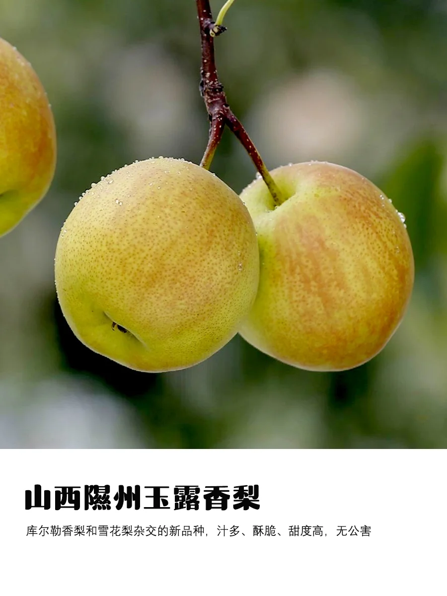 9月吃梨指南｜原产地、品种介绍