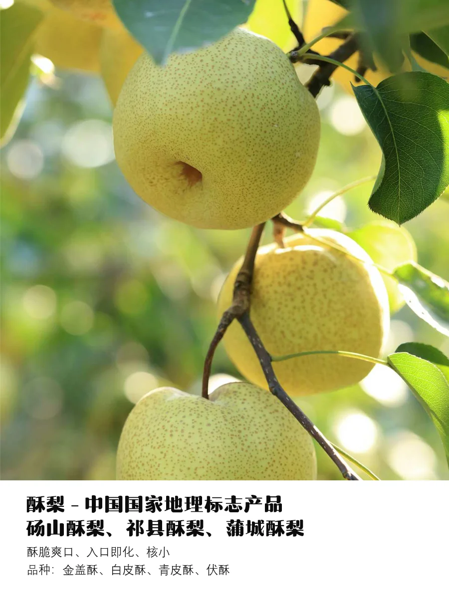 9月吃梨指南｜原产地、品种介绍