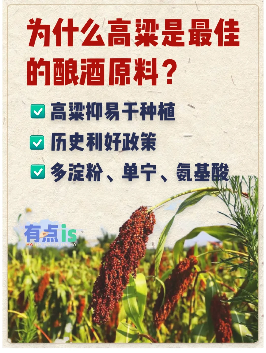 白酒冷知识❗为什么白酒用高粱做主原料❓