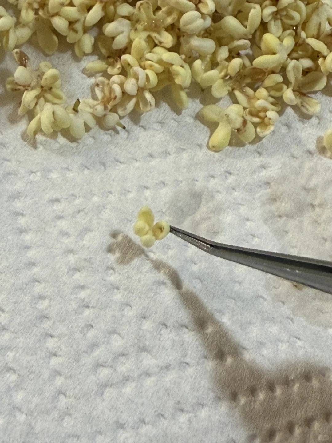 说说你见过最神奇的民间配方:自制桂花酒