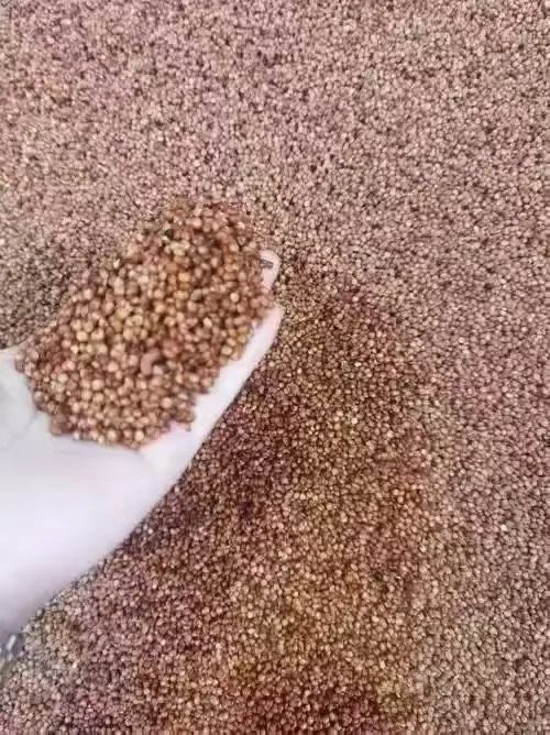红缨子高粱，俗称小红梁！
