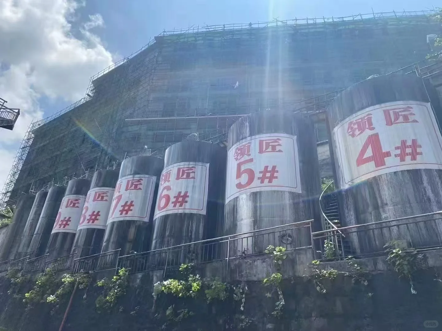 红樱子糯红高粱，酿造出的好酒